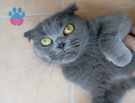 Scottish Fold kızımıza DAMAT arıyoruz, şu an kızanda