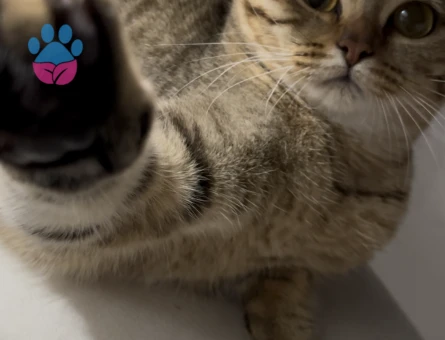 British Shorthair 1 Yaşında Eş Arıyor