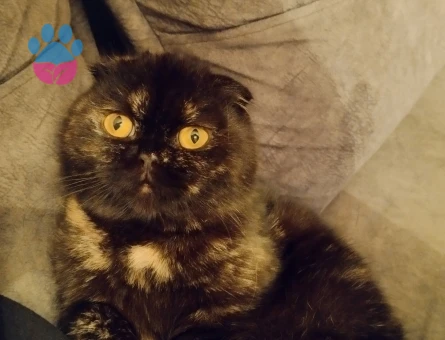 Scottish Fold 1 Yaşında Eş Arıyor