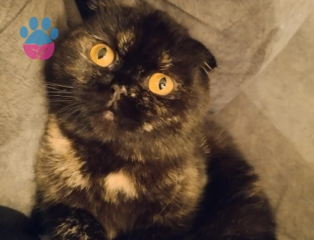 Scottish Fold 1 Yaşında Eş Arıyor