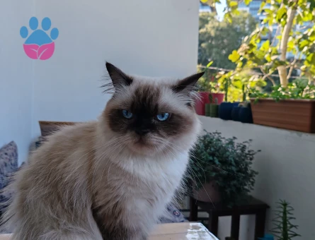 British Longhair Dişi Kedim Eş Arıyor