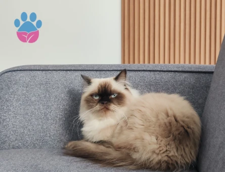 British Longhair Dişi Kedim Eş Arıyor