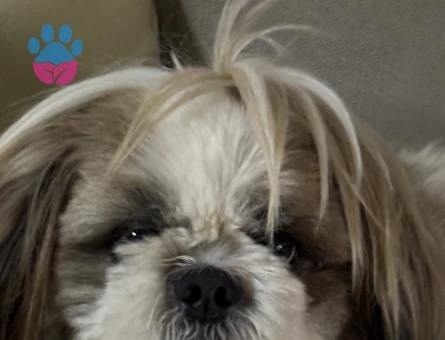 Shih Tzu 2 Yaşında Eş Arıyor