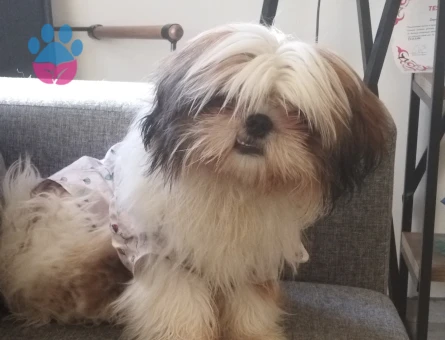 Shih Tzu 2 Yaşında Eş Arıyor