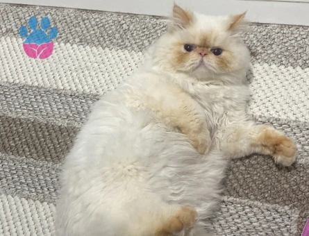 İran Kedisi 1 Yaşında Eş Arıyor