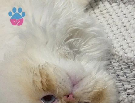 İran Kedisi 1 Yaşında Eş Arıyor