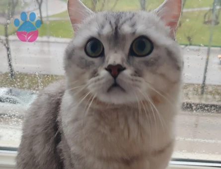 British Shorthair 2 Yaşında Eş Arıyor