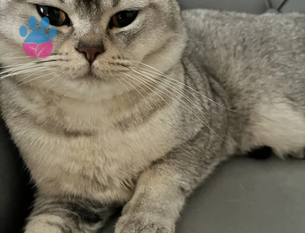 British Shorthair 1 Yaşında Erkek Kızgınlıkta
