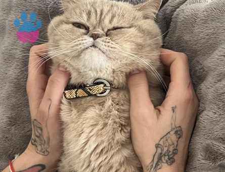 Kedim Leo eş arıyor