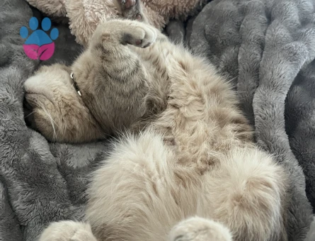 Kedim Leo eş arıyor