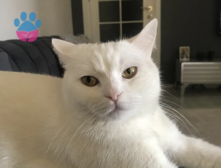 British shorthair eş arıyoruz