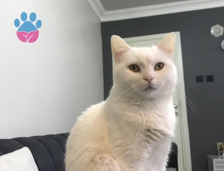 British shorthair eş arıyoruz