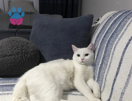 British shorthair eş arıyoruz