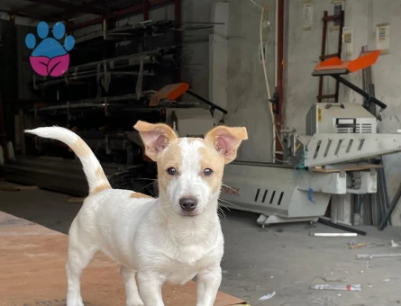 1 yaşındaki oğluma dişi arıyorum