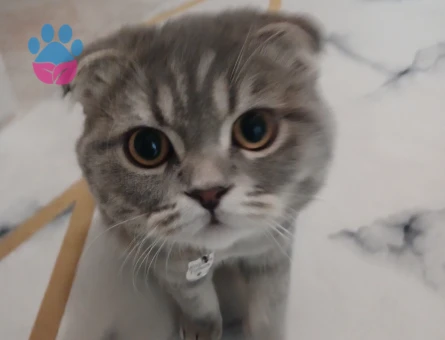 Scottish Fold Kayzenime eş arıyorum