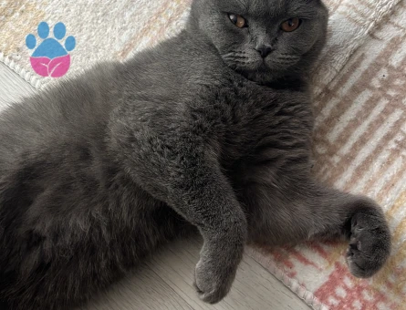 Scottish Fold 10 Aylık Kedime Eş Arıyorum