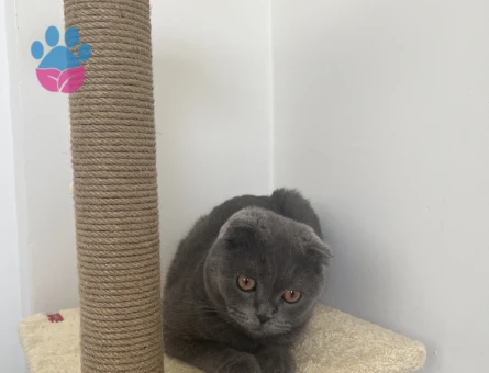 Scottish Fold 10 Aylık Kedime Eş Arıyorum