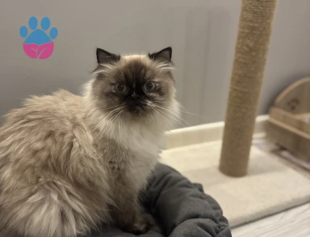 1,5 yaşında himalayan dişi kızımıza Eş Arıyoruz