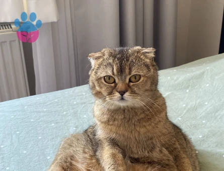 Scottish Fold Kızımıza eş arıyoruz