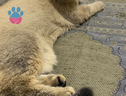 Scottish Fold Kızımıza eş arıyoruz