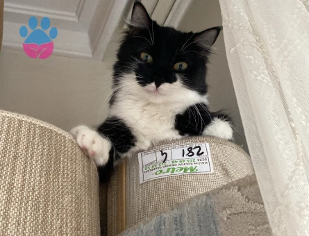 Kırma Dişi Kedime Eş Arıyorum