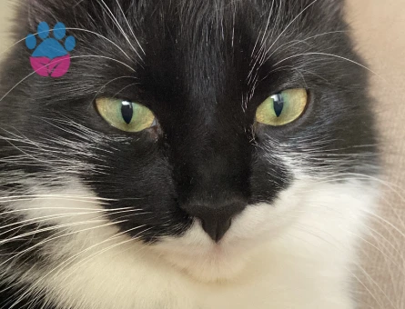 Kırma Dişi Kedime Eş Arıyorum