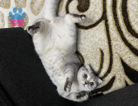 10 Aylık Scottish Fold Kızgınlıkta