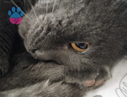 Scottish Fold Erkek Kedim Eş Arıyorum