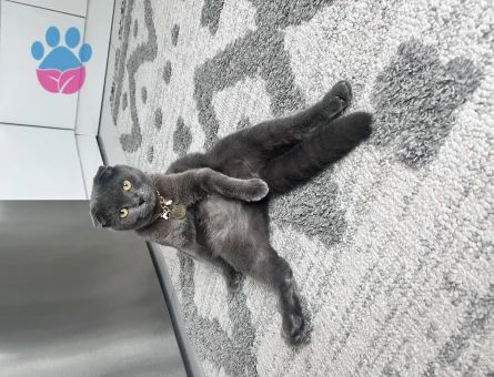 Scottish Fold 1 Yaşında Kedime Eş Arıyorum