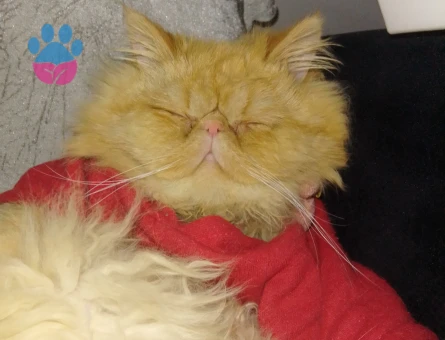 Kızımız Garfield'a Eş Arıyoruz