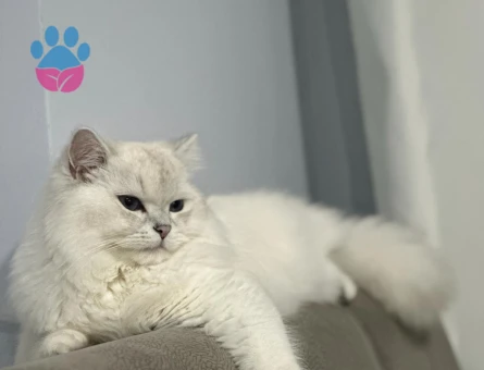 British Longhair Dişi Eş Arıyoruz