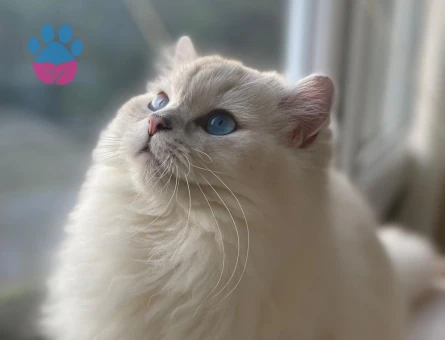 British Longhair Dişi Eş Arıyoruz