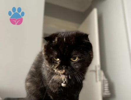 scottish Kedime Eş Arıyorum