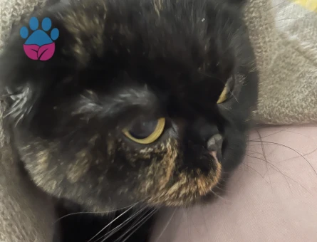 scottish Kedime Eş Arıyorum