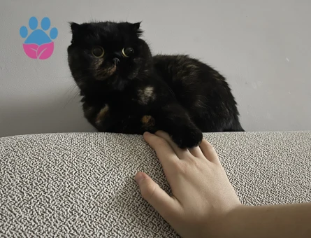 scottish Kedime Eş Arıyorum