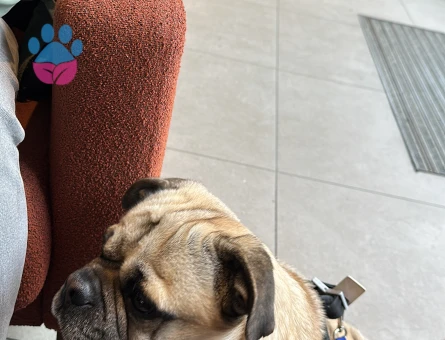 Pug cinsi erkek köpeğimize çiftleştirilmek üzere eş arıyoruz