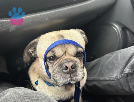 Pug cinsi erkek köpeğimize çiftleştirilmek üzere eş arıyoruz