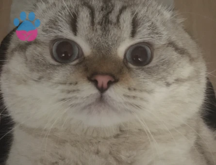 Scottish fold erkek kedi