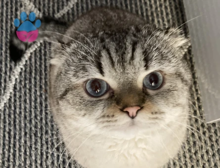 Scottish fold erkek kedi