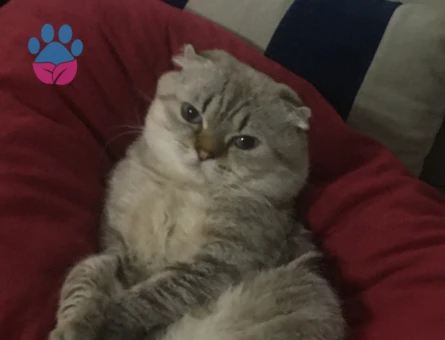 Scottish fold erkek kedi