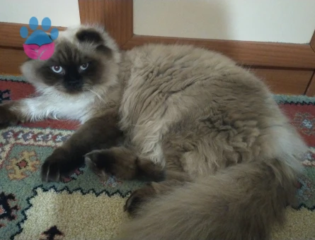 Erkek iran kedime eş arıyorum