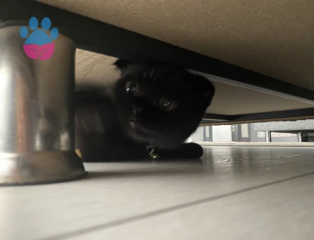 Oğluşuma dişi arıyorum acil