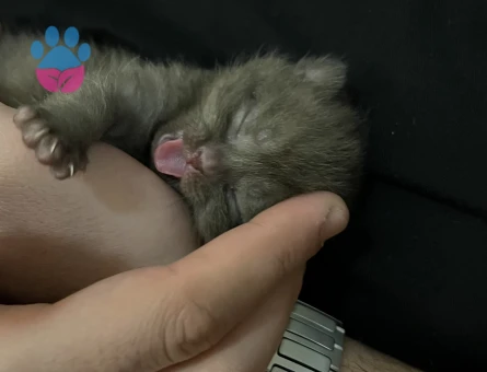 Çikolata British shorthair çiftleştirme