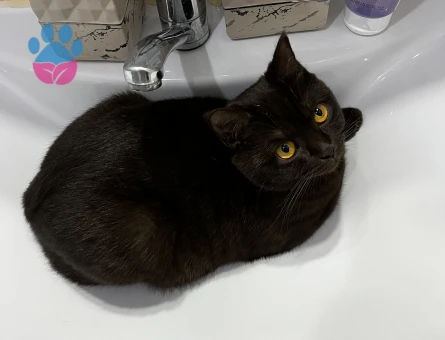 Çikolata British shorthair çiftleştirme