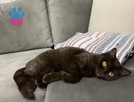 Çikolata British shorthair çiftleştirme