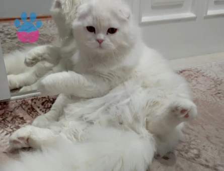 Herküle eş arıyoruz