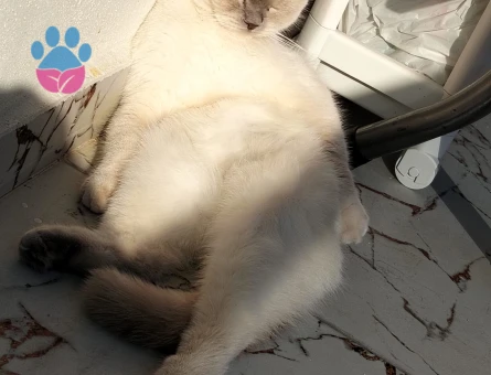 Güzel kızım şila için eş arıyorum