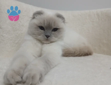 Güzel kızım şila için eş arıyorum