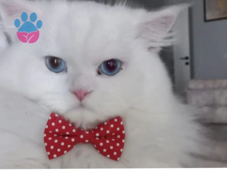 British Longhair Erkek kedimize eş arıyoruz.