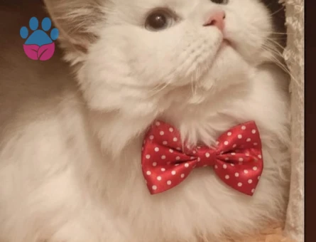 British Longhair Erkek kedimize eş arıyoruz.